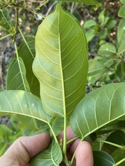 Ficus virens