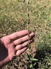 Oenothera curtiflora