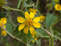 Melanthera latifolia