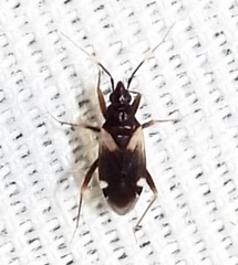 Fulvius anthocoroides