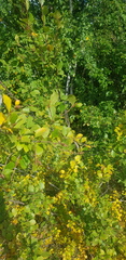 Populus