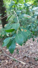 Vaccinium arboreum