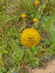 Balduina uniflora