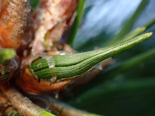 Monterey Pine Midge