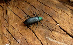 Strongylium haemorrhoidale