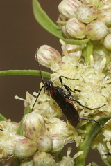 Braconinae