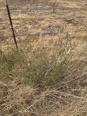 Asclepias fascicularis