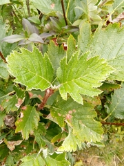 Scandosorbus intermedia