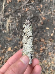 Parmelioideae