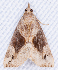 Hypena manalis