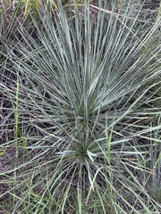 Yucca constricta