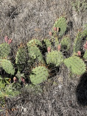 Opuntia cymochila