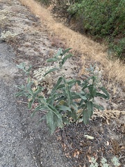 Asclepias eriocarpa