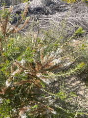 Hakea costata