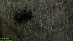 Dorcus rectus rectus