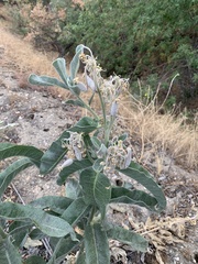 Asclepias eriocarpa