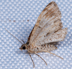 Xanthorhoe ferrugata