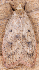 Machimia tentoriferella