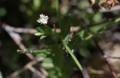 Epilobium minutum