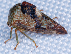 Telamona decorata