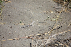 Callisaurus draconoides