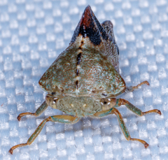 Telamona decorata