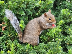 Sciurus carolinensis
