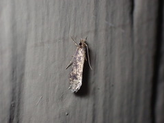 Amydria effrenatella