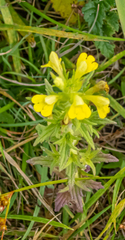 Bellardia viscosa