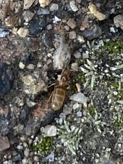 Brachymyrmex depilis