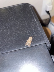 Spodoptera latifascia