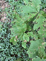 Callirhytis quercusfutilis