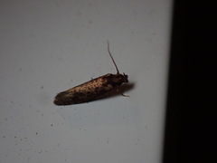 Amydria effrenatella