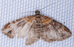 Xanthorhoe ferrugata