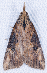 Hypena humuli