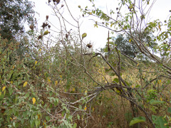 Allamanda blanchetii
