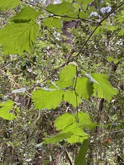 Corylus cornuta