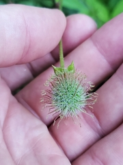 Geum macrophyllum