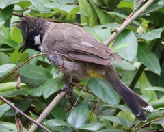 Pycnonotus leucogenys