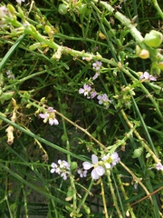 Cakile maritima