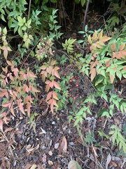 Nandina