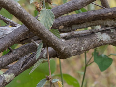 Allamanda blanchetii
