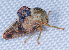 Telamona decorata