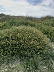 Cakile maritima