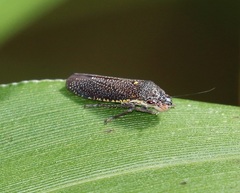 Paraulacizes irrorata
