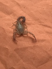 Serradigitus gertschi