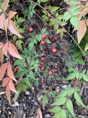 Nandina