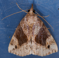 Hypena manalis