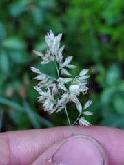 Poa pratensis