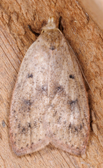 Machimia tentoriferella